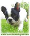 booldog